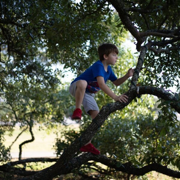 boy in blue t-shirt and gray shorts climbing tree