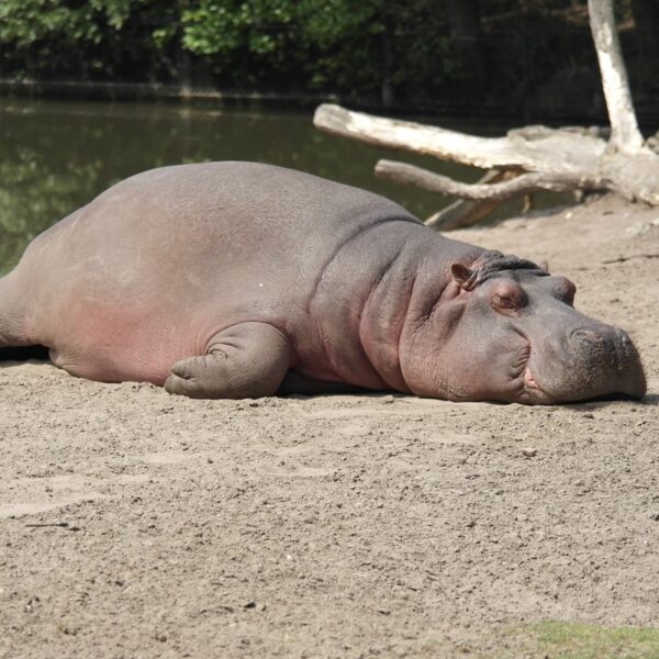 hippopotamus lying on surface near body of water